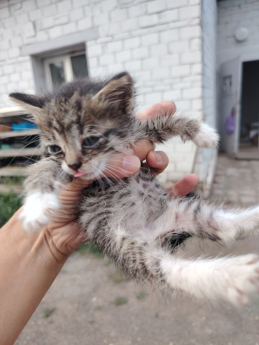 Отдам котят в добрые руки