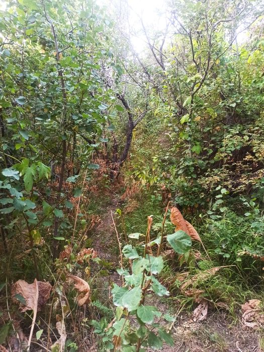 Продам дачный участок