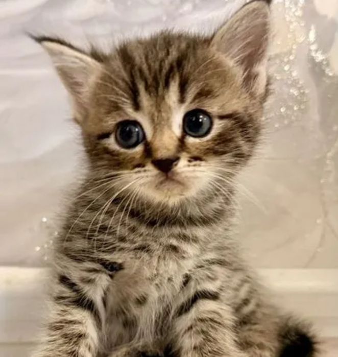Котята бриьанские девочки