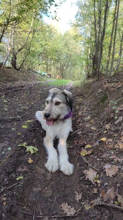 Adopție caine de vanatoare