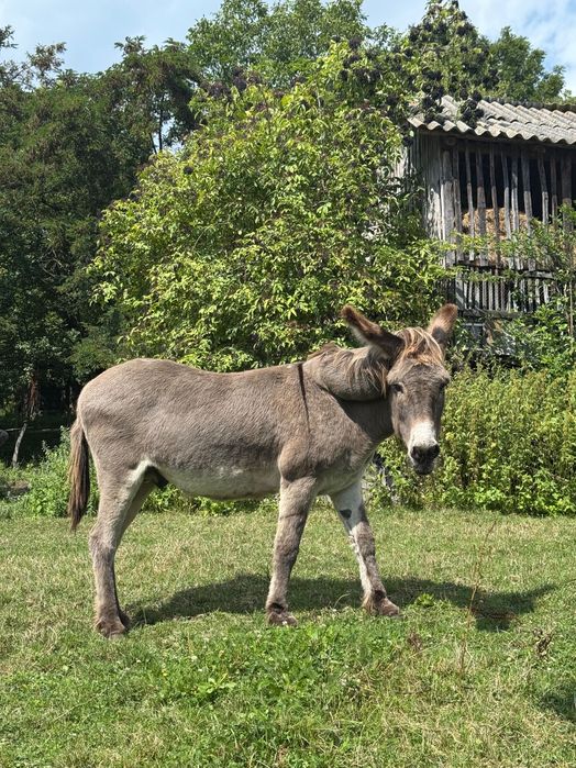 Măgar de vânzare