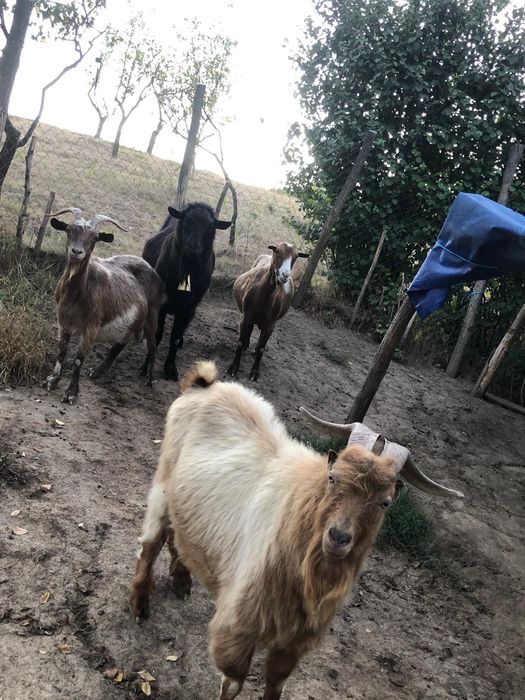 Capre  ce să văd în poze și țapii!