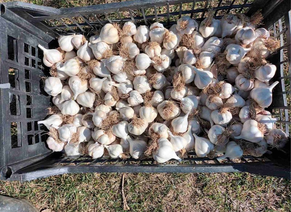 български БИО чесън