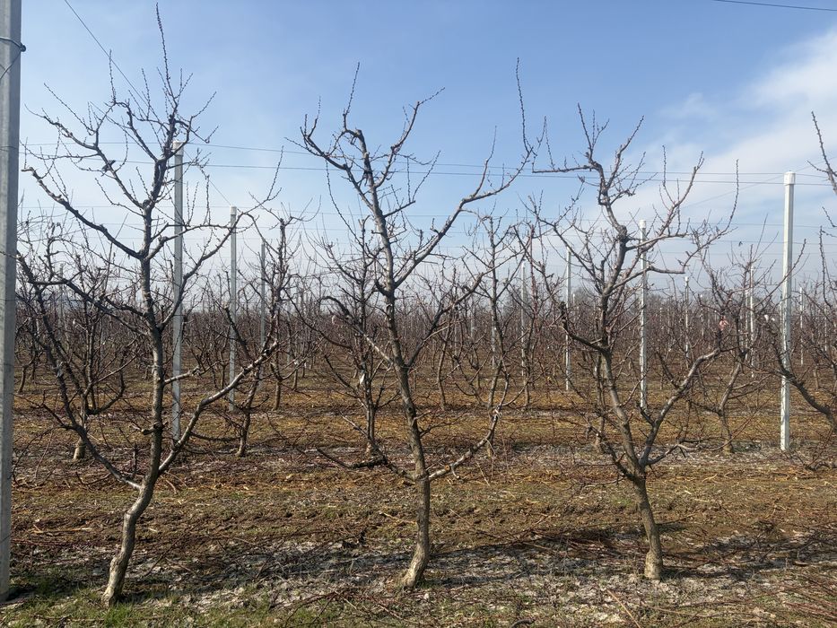 Резитба на овощни градини /озеленяване