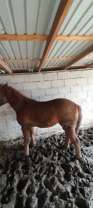 Семиз откорм кунан