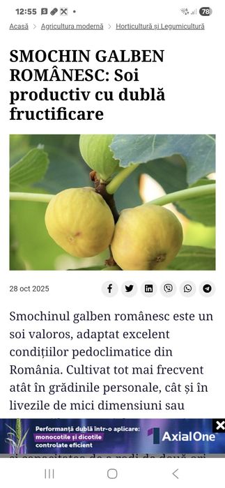Vând smochin galben 60 cm - 40lei