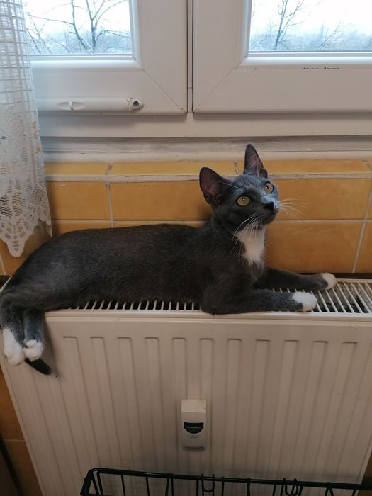 Pisoi pentru adopție