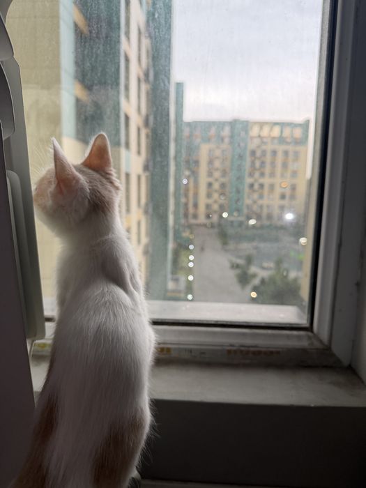 Кошка Котята Шотландка