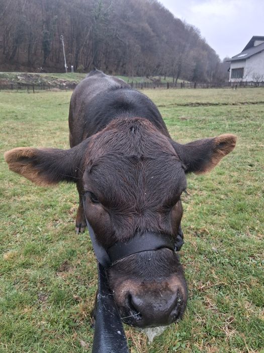 Vând 2 vitele și un taur