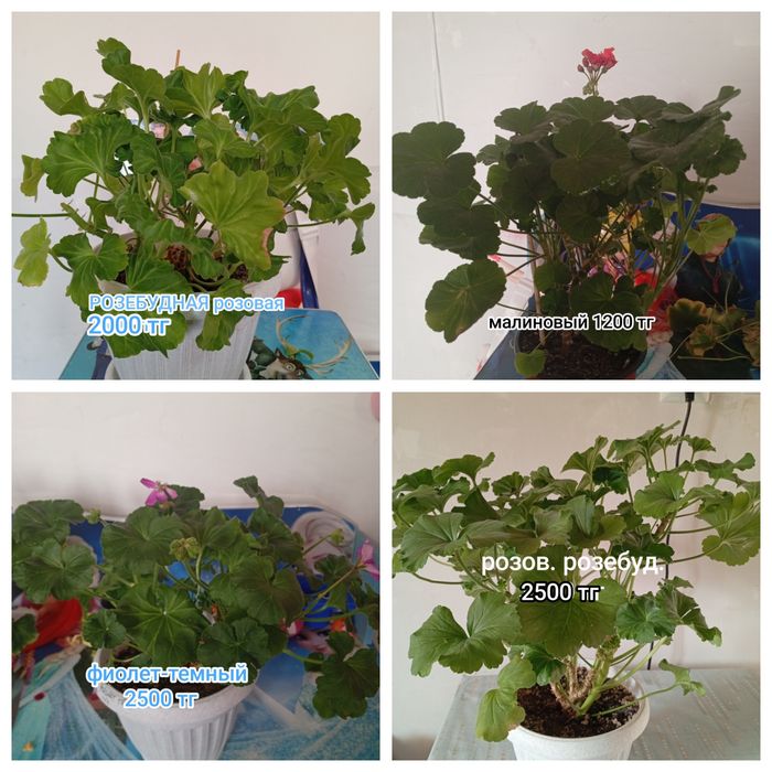 Продам цветы от 1000 тг и выше