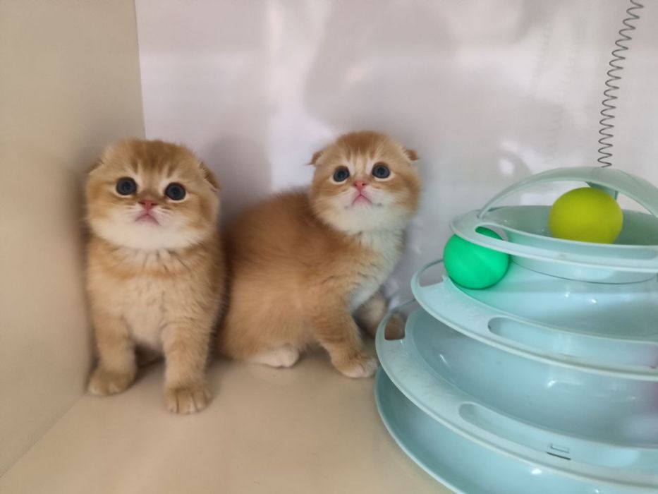 Котята от правильной вязки