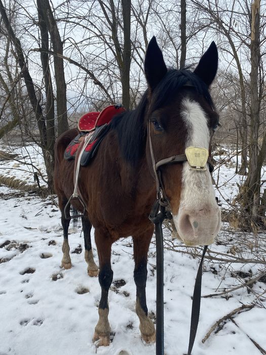 Пішпе көкпар ат сатылады