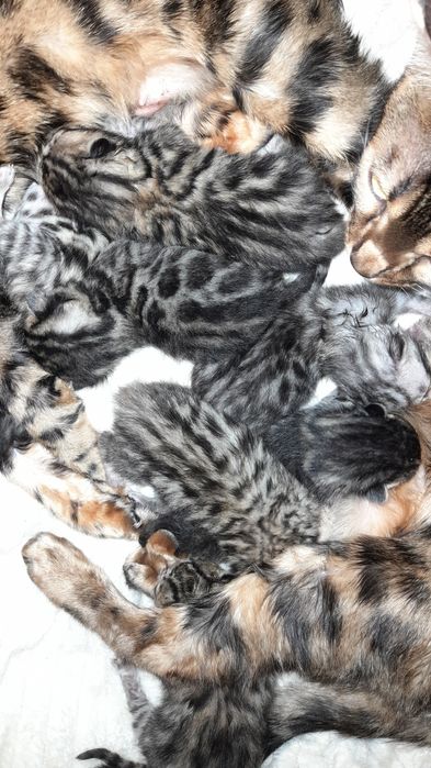 Ранее бронирование бенгальских котят