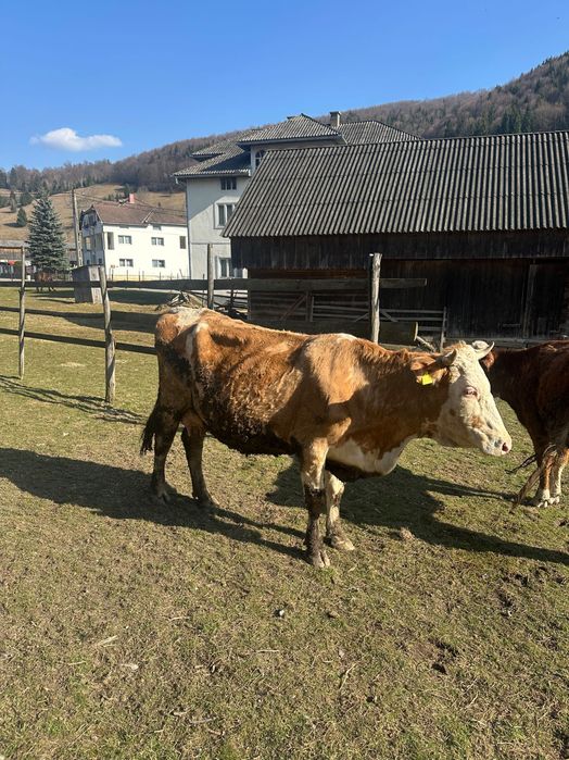 Vacă de trei viței de vânzare