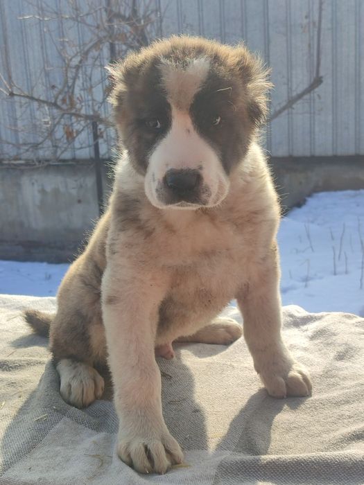 Породные щенки САО Алабай