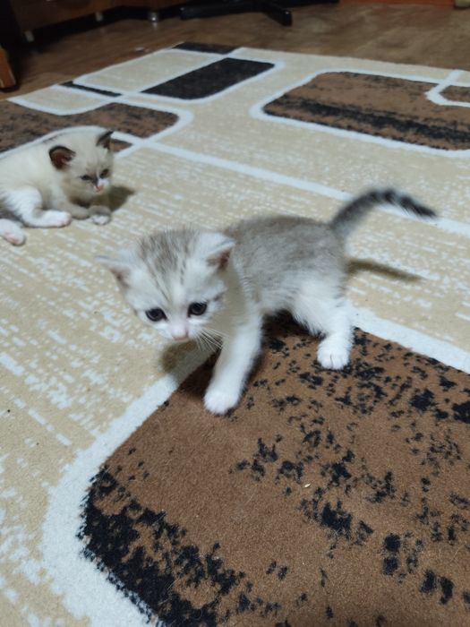 Отдам котят в добрые руки