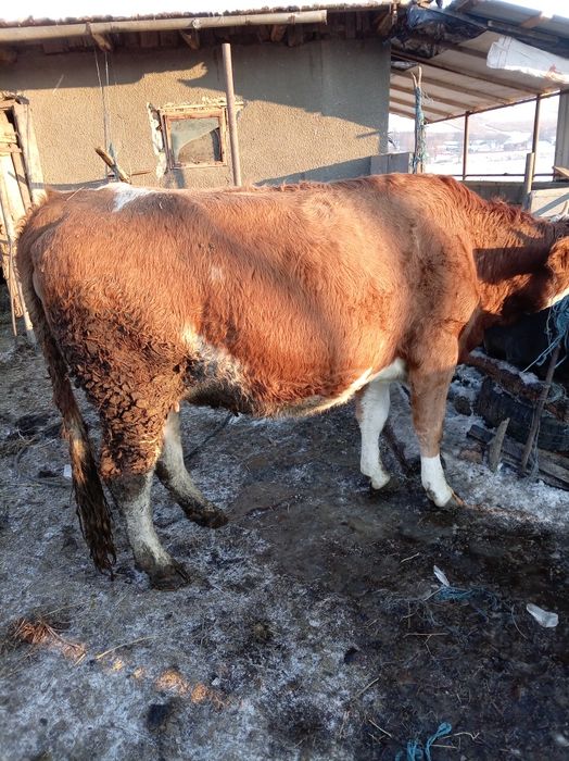 Vaca de vânzare gestanta