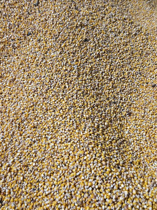 Porumb boabe semi-sticlos