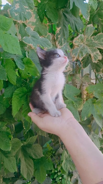 Бесплатно отдам котенка