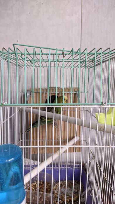 Валнистий тўти қушлар сотилади.