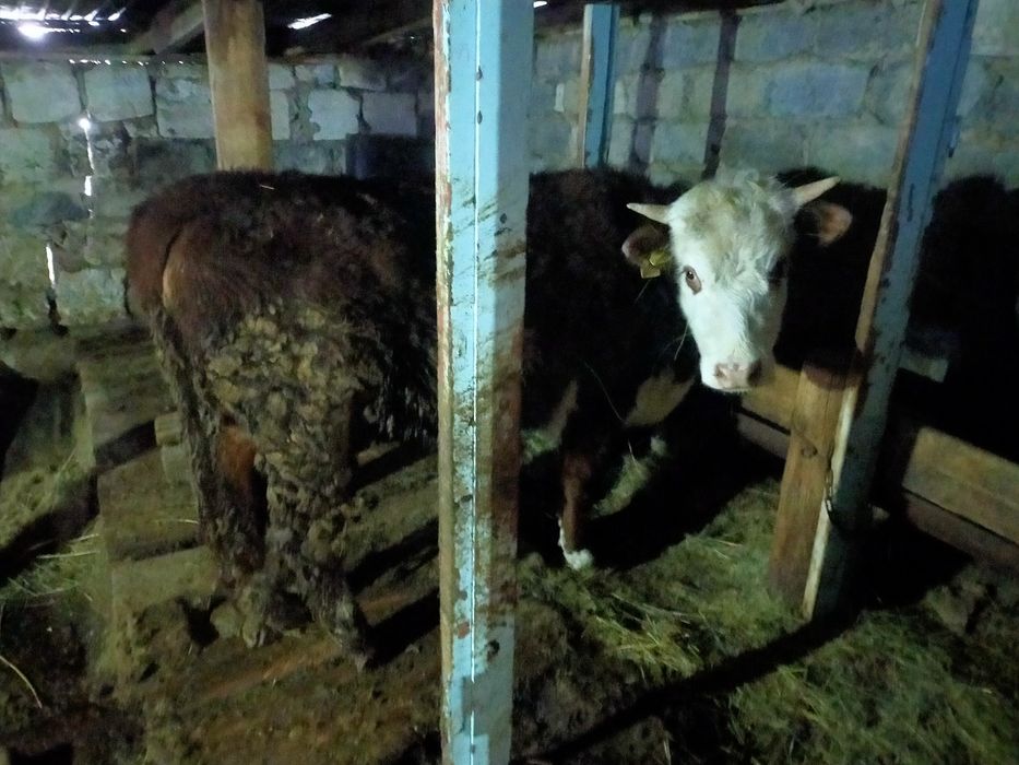 Семиз кунажын сатылады