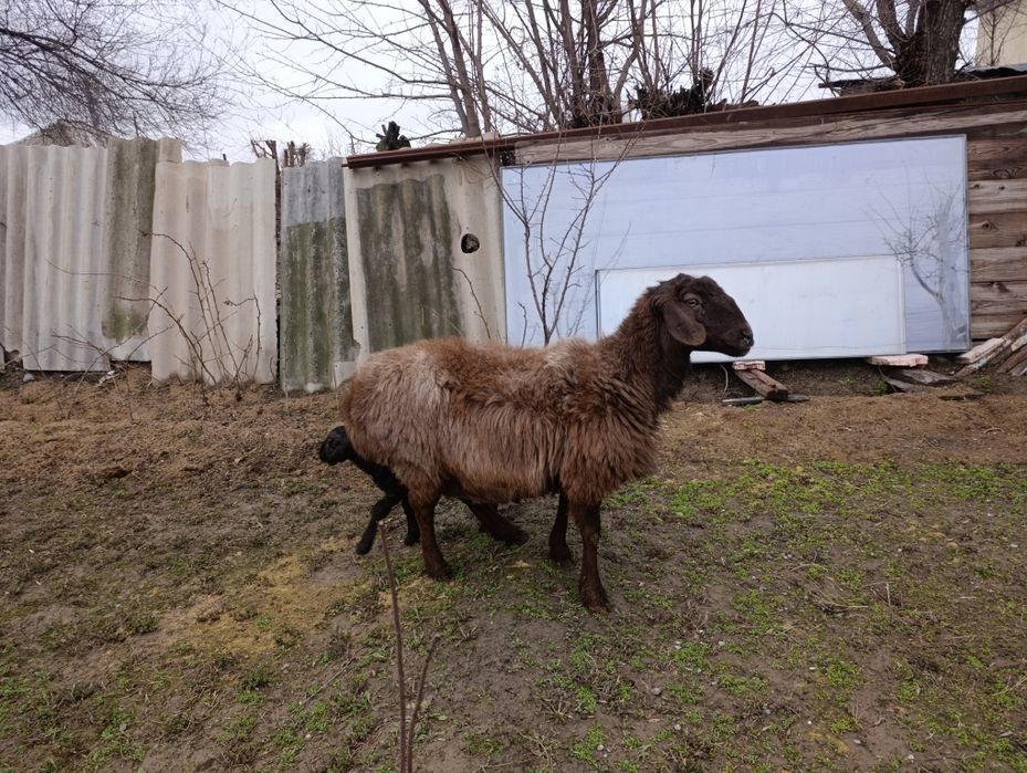 2 бас қозылы қой сатылады.