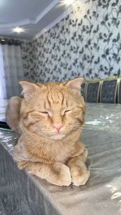 ginger tabby toza zotlik
