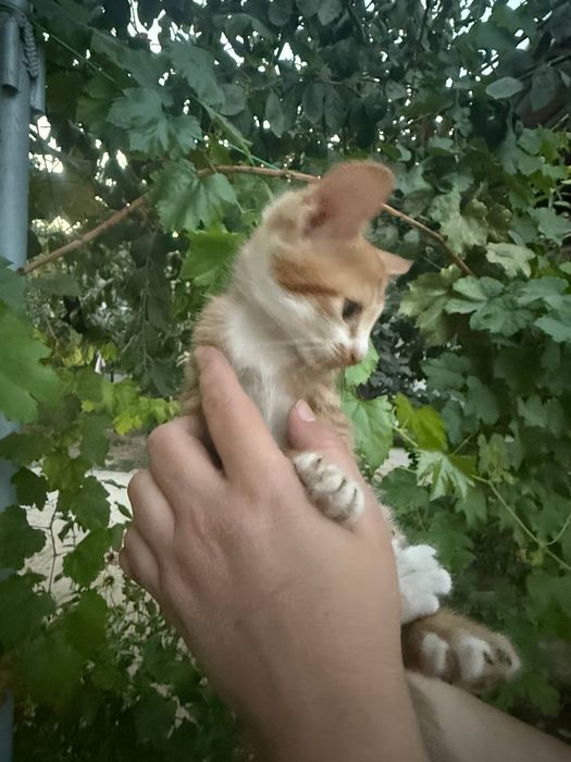Котята  отдам хорошие руки