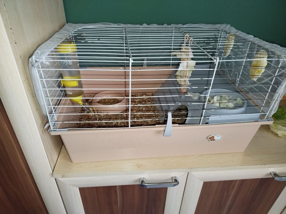 Продаются морские свинки