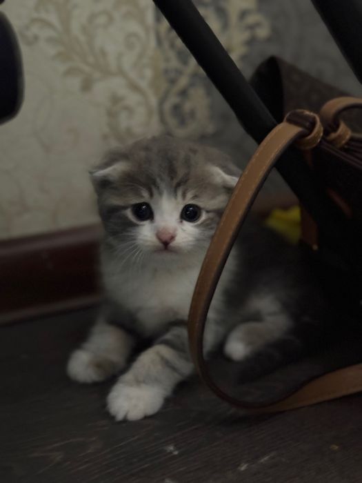 Фолд мушукчалар сотувда