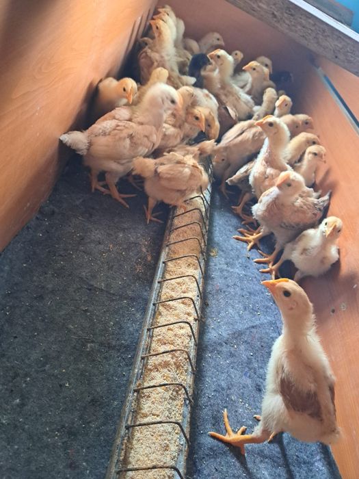 Pui de găină de vânzare