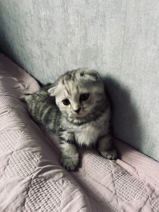 Шотландская вислоухая кошка