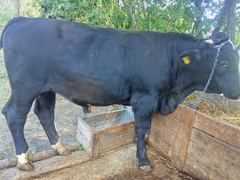 Taur angus de vânzare
