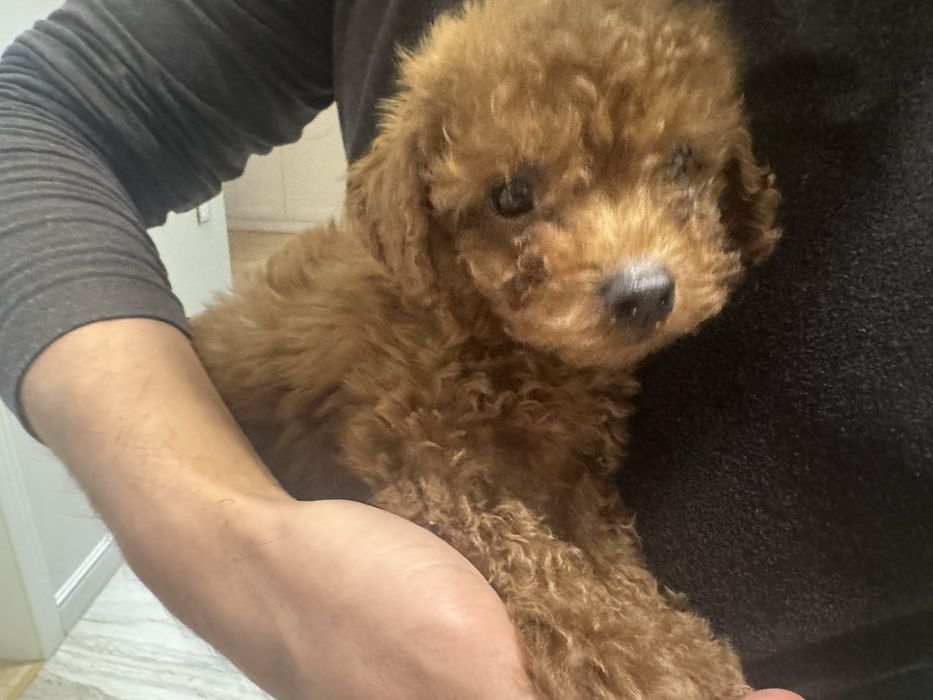 Той пудель собака