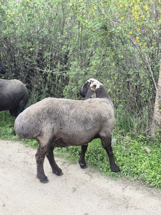 Куй 3 дона  совликлар