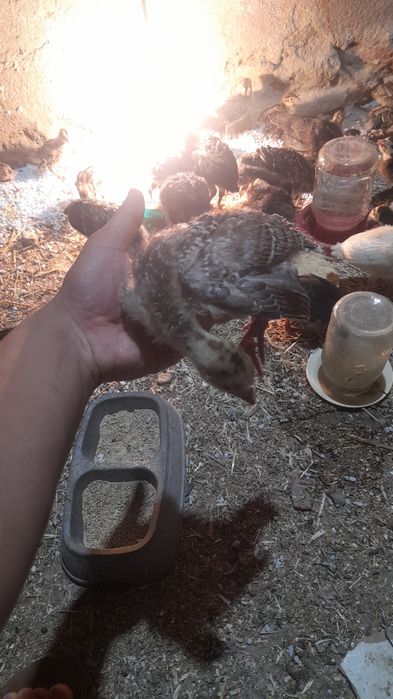 Kurka jo‘jalari sotiladi