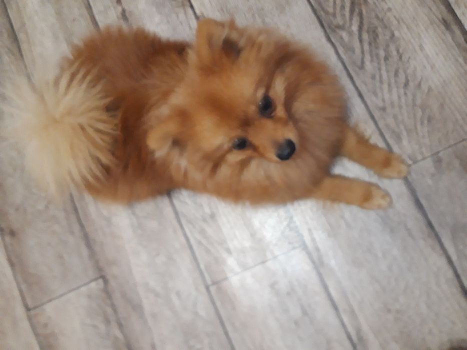 Вязка  немецкий шпиц мальчик