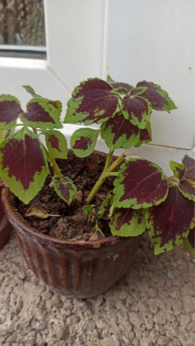 Комнатные растения (отростки)