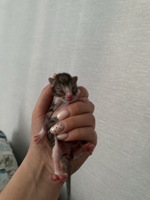 Отдадим котенка в добрые руки