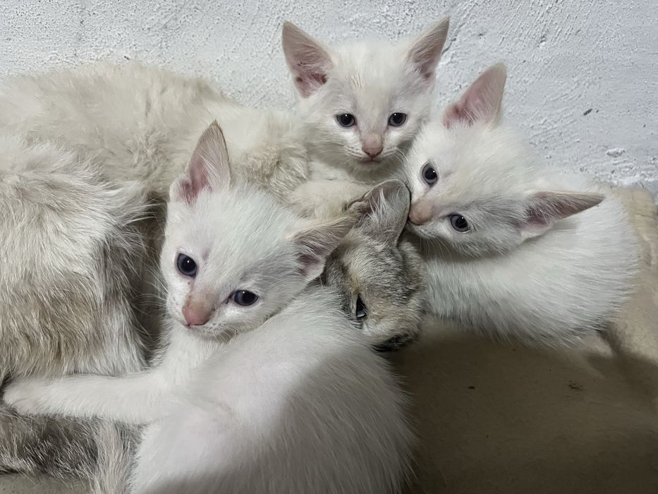 Отдам котят в добрые руки за шоколдаку)