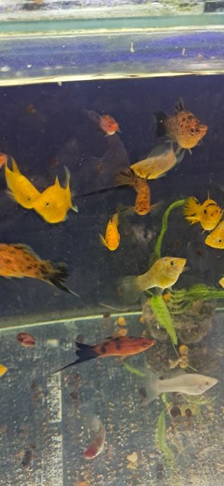 Мечносцы ассорти