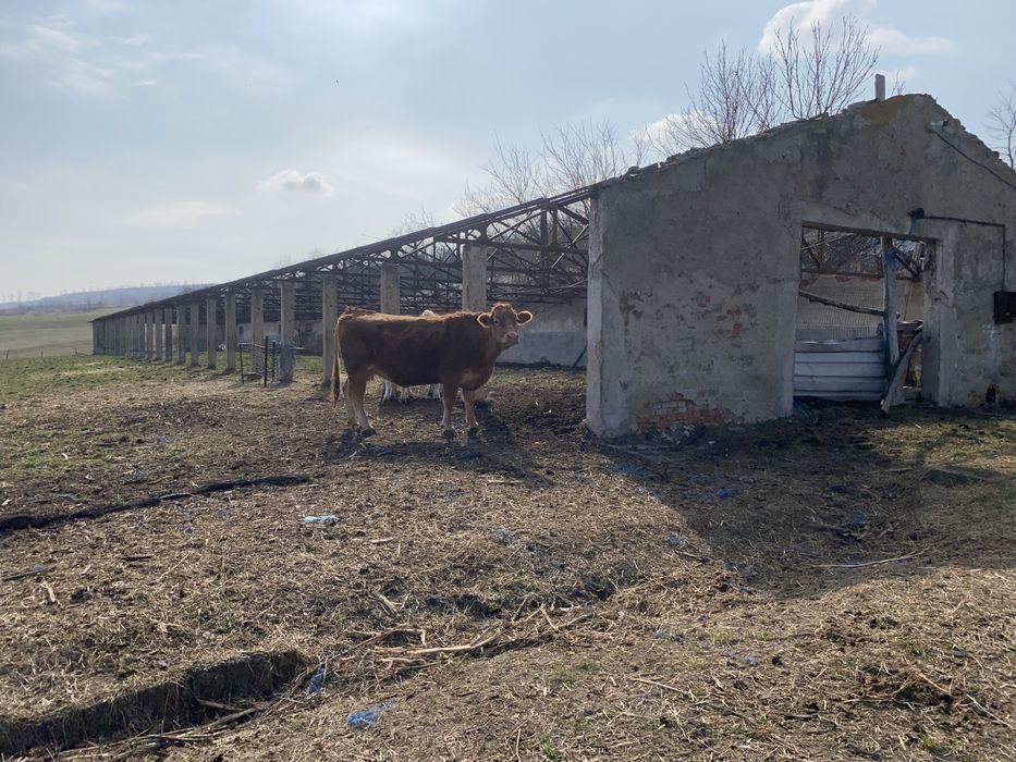 Fermă animale fost C.A.P.