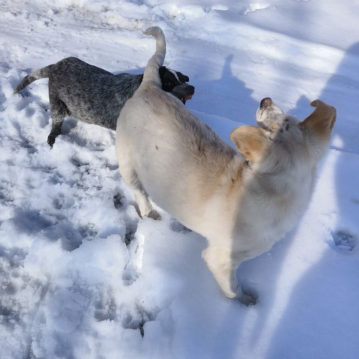 Щенок в добрые руки