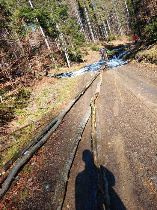 Vand cal de 9 ani înhămat