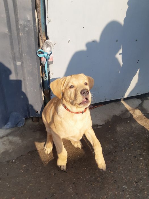 Тозза Лабрадор 3 ойлик