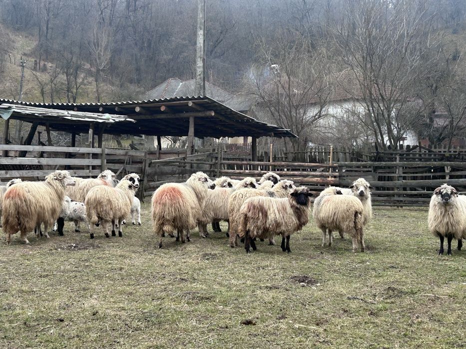 Vand oi turcane de munte