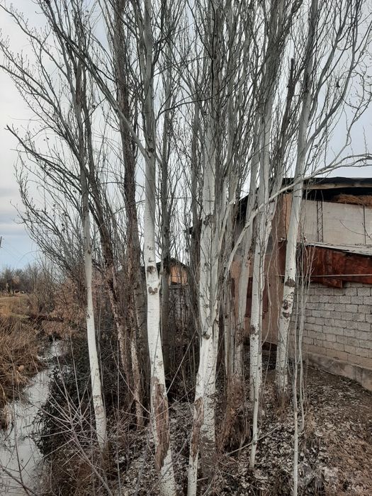 Teraklar sotiladi