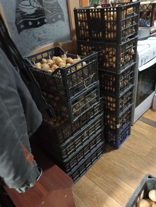 Продам картофель