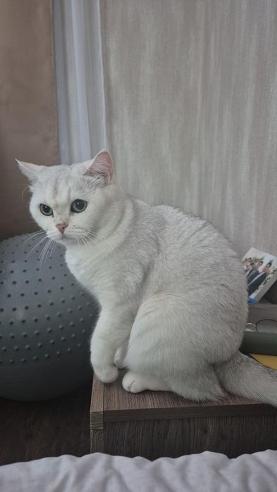 Британские девочка