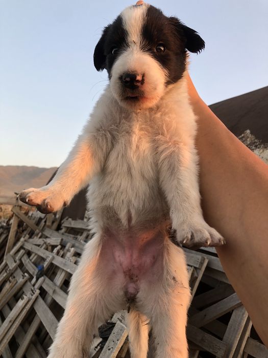 Продам щенков Алабай